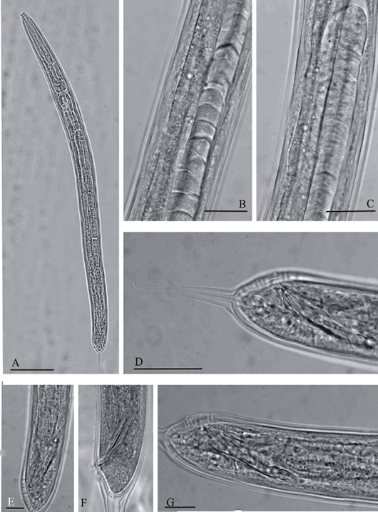 Figure 3: