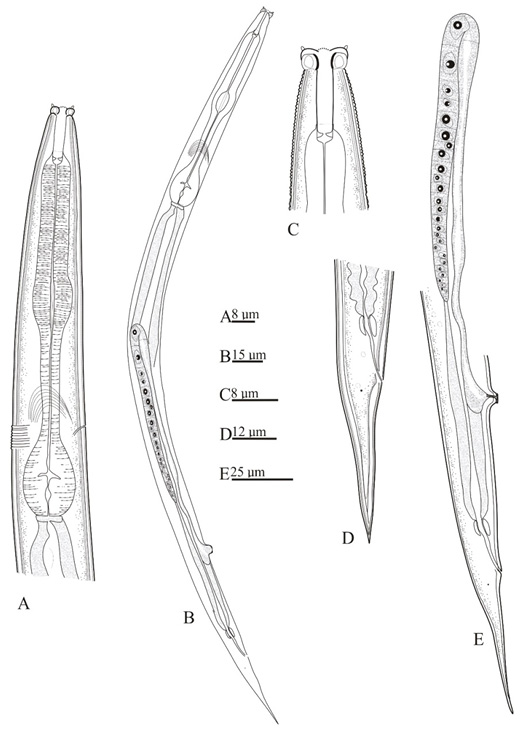 Figure 7: