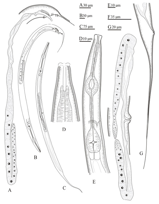 Figure 4: