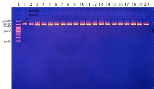 Figure 2: