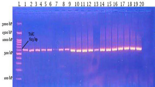 Figure 6: