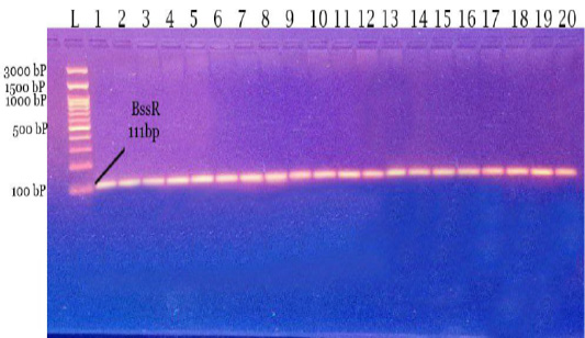 Figure 4: