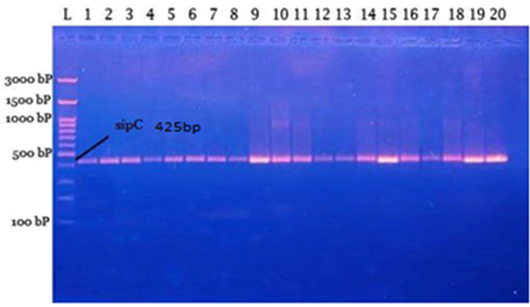 Figure 5: