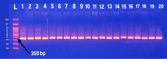 Figure 3: