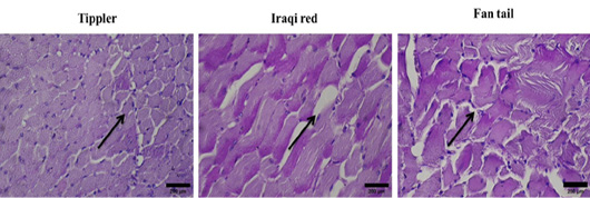 Figure 5: