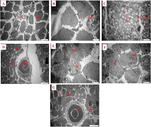 Figure 6: