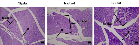Figure 3: