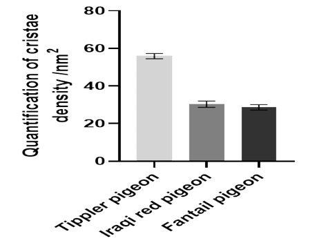 Figure 11: