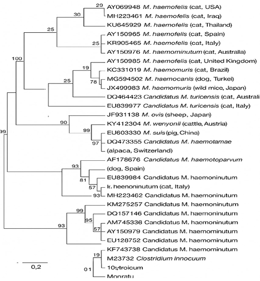 Figure 2: