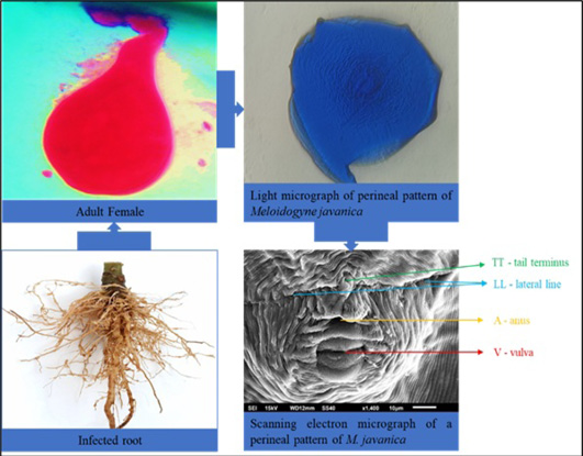 Figure 2: