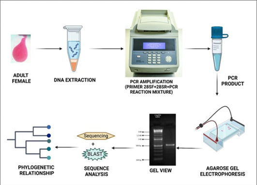 Figure 3: