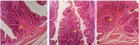 Figure 3: