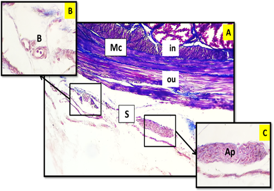 Figure 7: