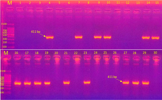 Figure 3:
