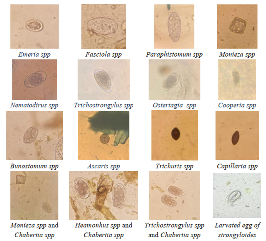 Figure 2:
