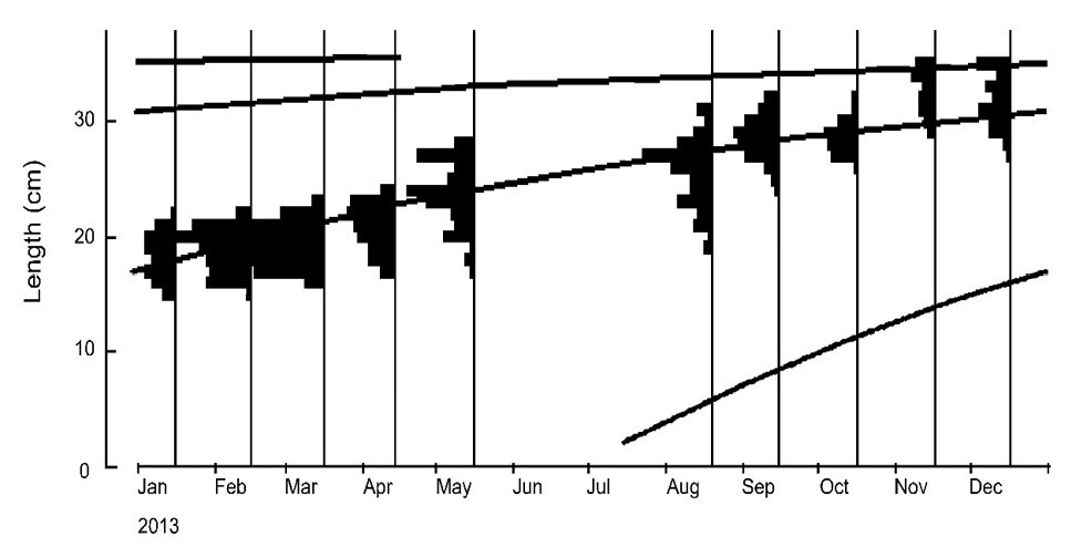 Fig. 4.