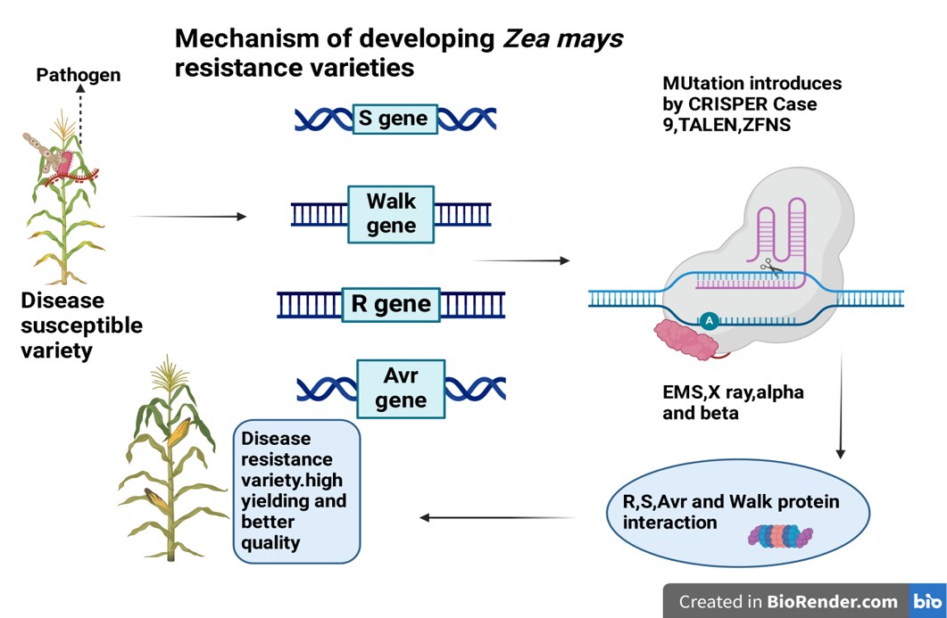 Figure 3: