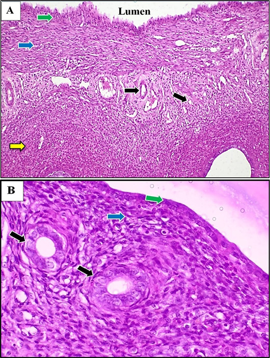 Figure 5:
