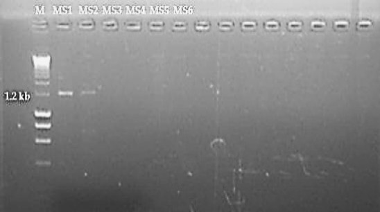Figure 2: