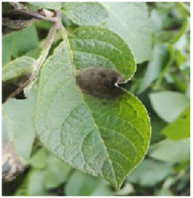 Figure 2: