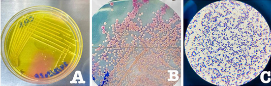Figure 2:
