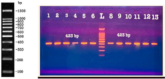 Figure 3: