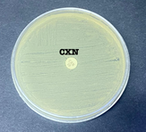 Figure 4: