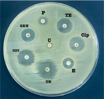 Figure 6: