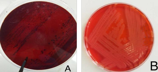 Figure 4: