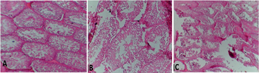 Figure 6: