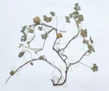 Figure 9: