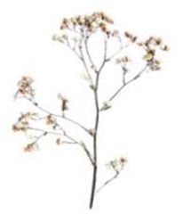Figure 7: