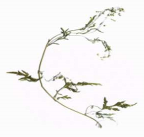 Figure 8: