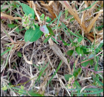 Figure 4: