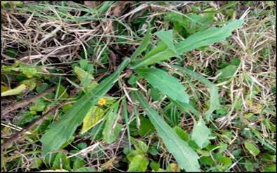 Figure 6: