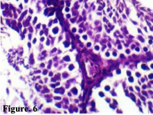 Figure 6: