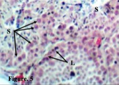 Figure 5:
