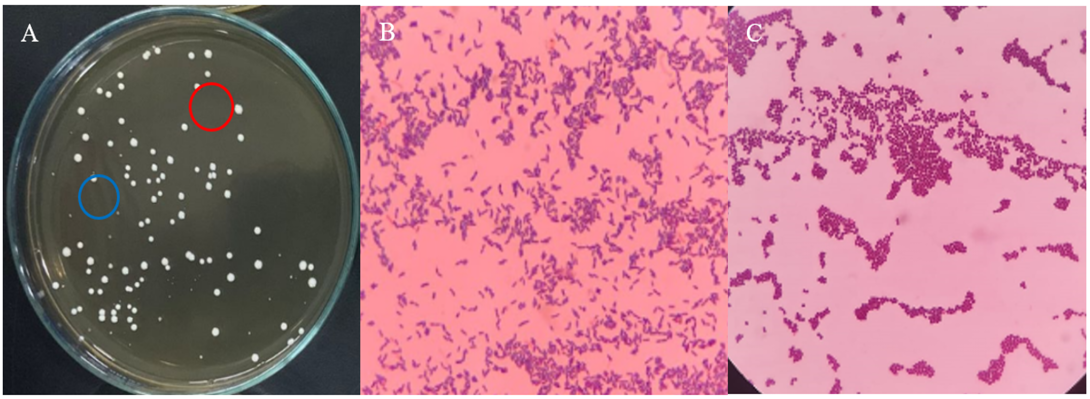 Figure 3: