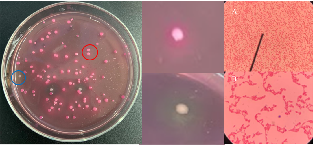 Figure 2: