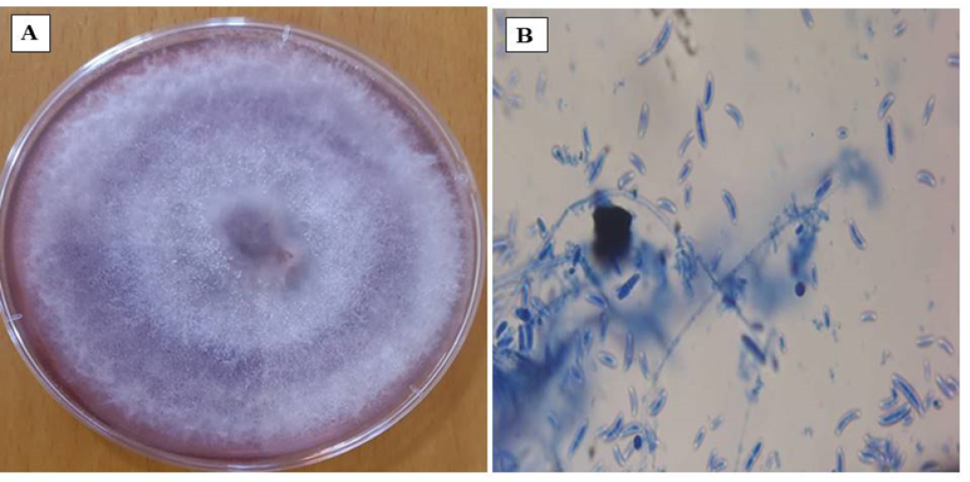 Figure 1: