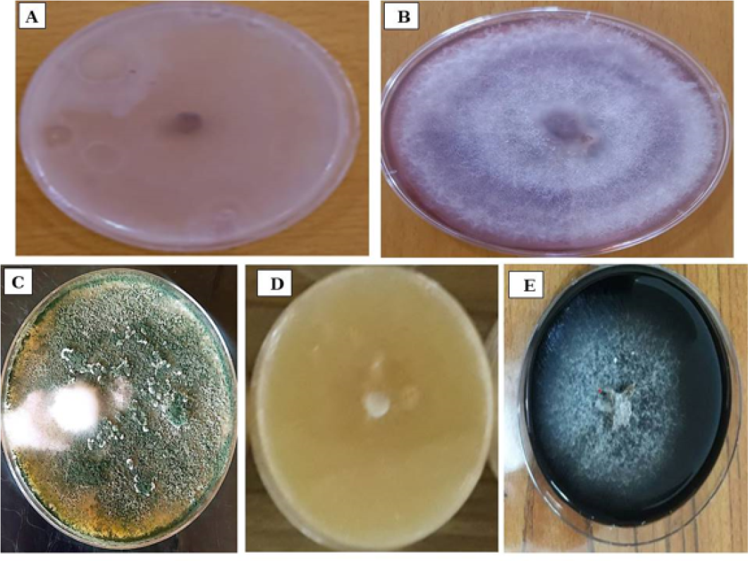 Figure 2: