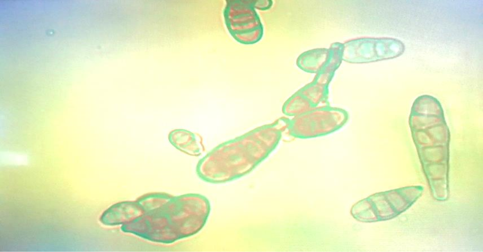 Figure 2: