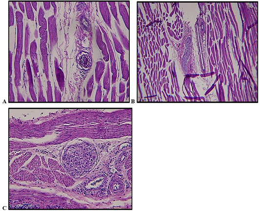 Figure 2: