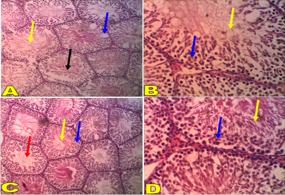 Figure 4: