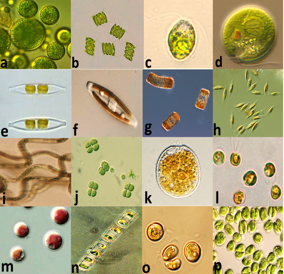 Fig. 3.