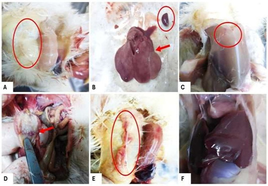 Figure 3: