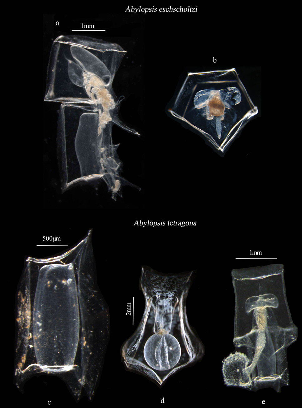 Fig. 4.