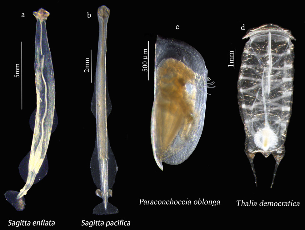 Fig. 5.