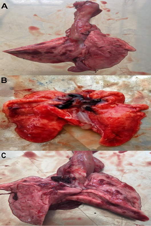 Figure 3: