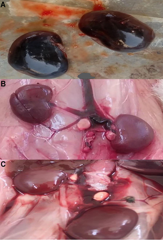 Figure 5: